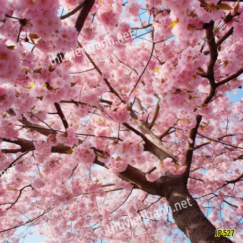 Tranh dán tường hoa anh đào-JP-527 - Tranh tường chất lượng cao